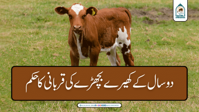 دو سال کے کھیرے بچھڑے کی قربانی کا حکم
