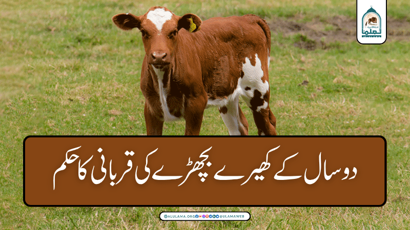 دو سال کے کھیرے بچھڑے کی قربانی کا حکم