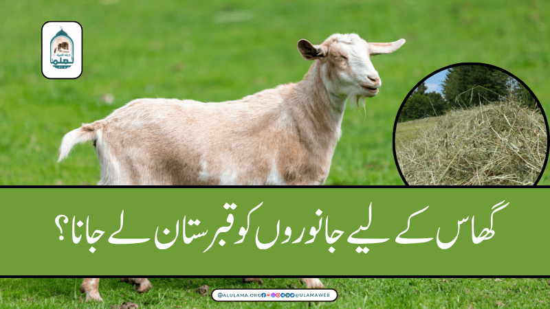 گھاس کے لیے جانوروں کو قبرستان لے جانا؟
