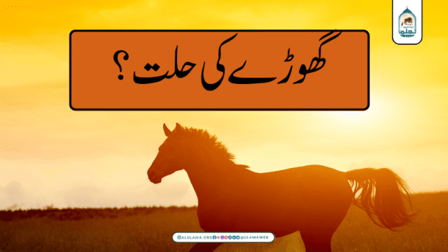 گھوڑے کی حلت؟