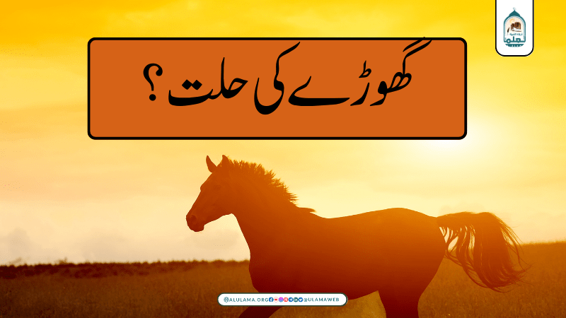 گھوڑے کی حلت؟