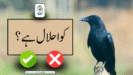 کوا حلال ہے؟