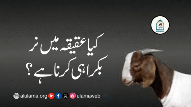 کیا عقیقہ میں نر بکرا ہی کرنا ہے؟