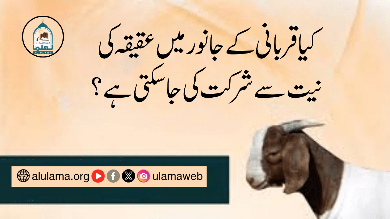 کیا قربانی کے جانور میں عقیقہ کی نیت سے شرکت کی جا سکتی ہے؟