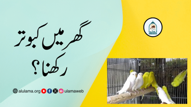 گھر میں کبوتر رکھنا؟