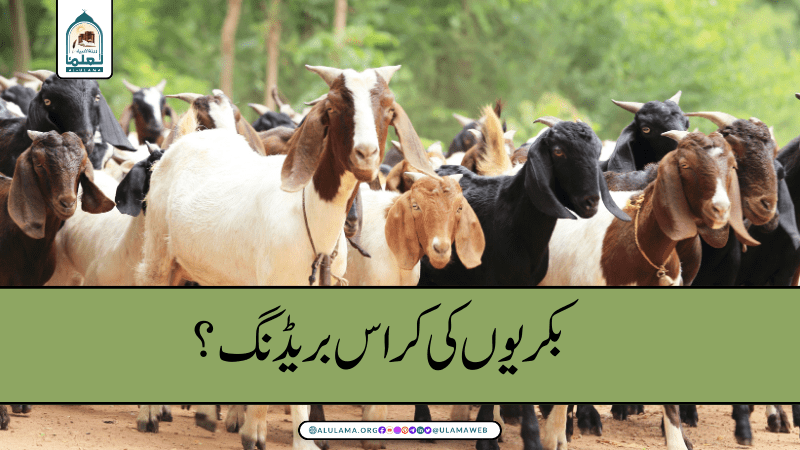 بکریوں کی کراس بریڈنگ؟