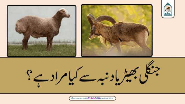جنگلی بھیڑ یا دنبہ سے کیا مراد ہے؟