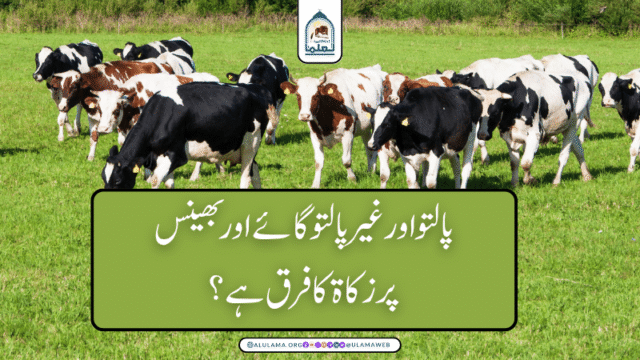 پالتو اور غیر پالتو گائے اور بھینس پر زکاۃ کا فرق ہے؟