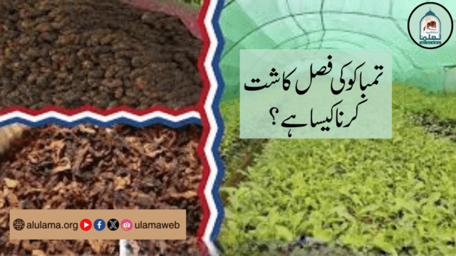 تمباکو کی فصل کاشت کرنا کیسا ہے؟