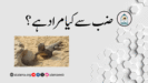 ضب سے کیا مراد ہے؟