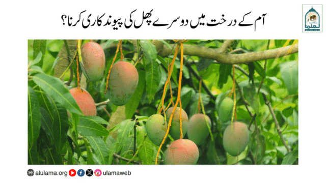 آم کے درخت میں دوسرے پھل کی پیوند کاری کرنا؟