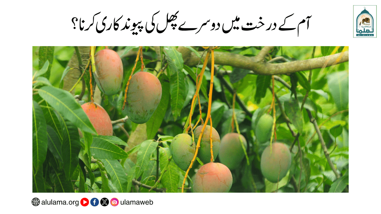 آم کے درخت میں دوسرے پھل کی پیوند کاری کرنا؟