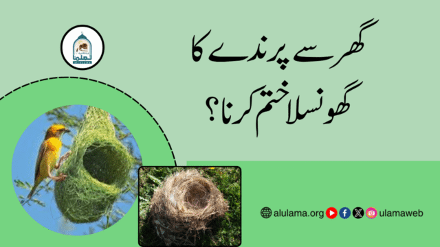 گھر سے پرندے کا گھونسلا ختم کرنا؟