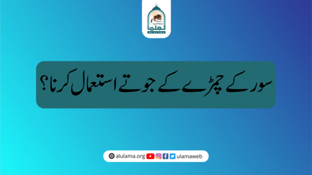 سور کے چمڑے کے جوتے استعمال کرنا؟