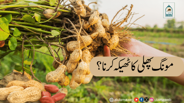 مونگ پھلی کا ٹھیکہ کرنا؟