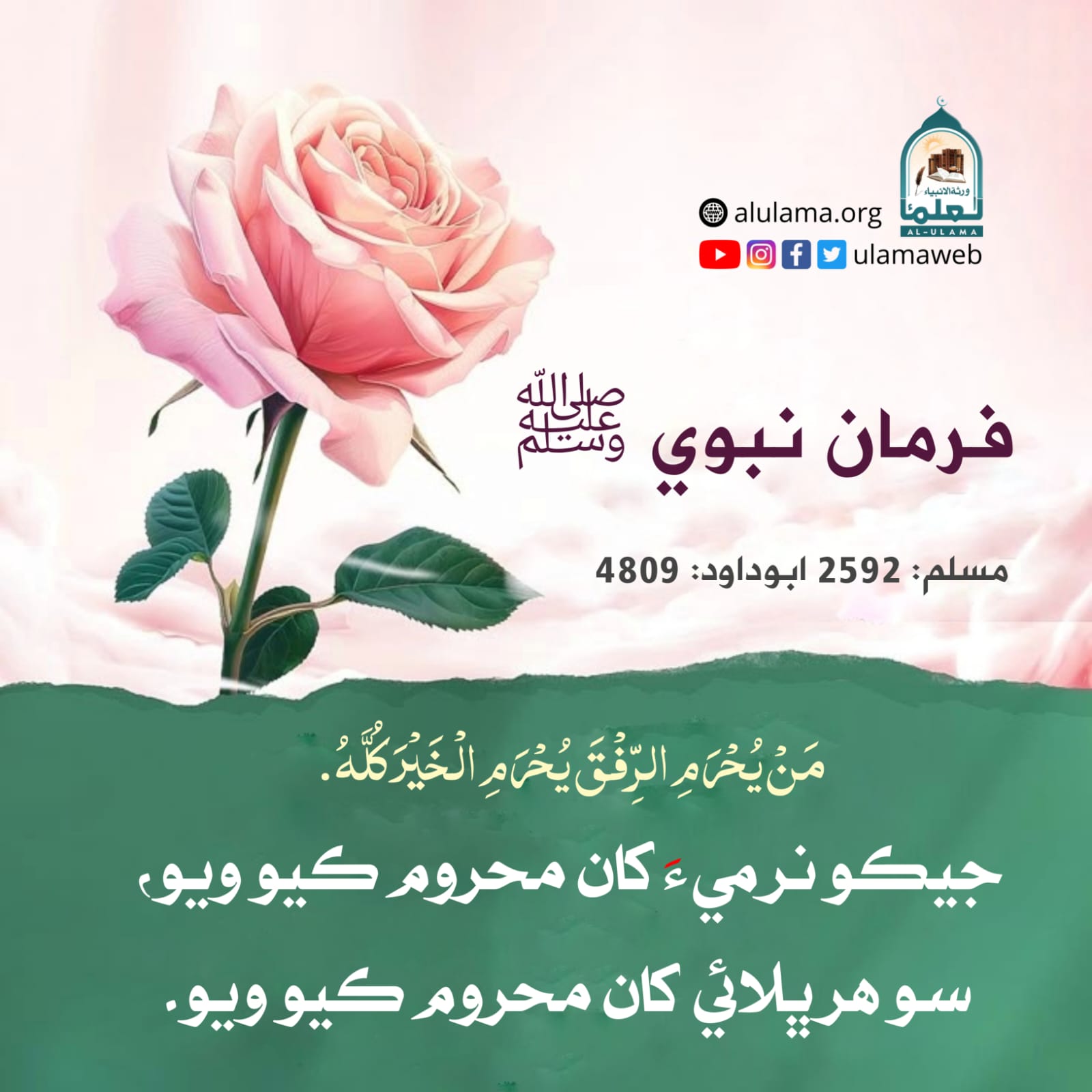 نرمي جي اھميت