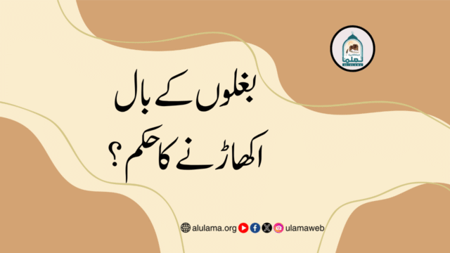 بغلوں کے بال اکھاڑنے کا حکم؟