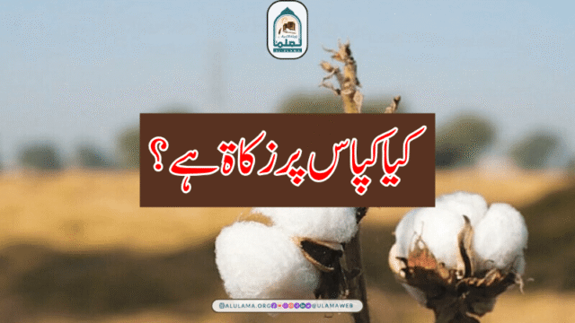 کیا کپاس پر زکاۃ ہے؟