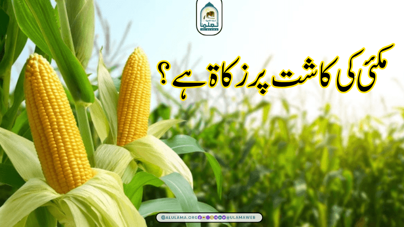 مکئی کی کاشت پر زکاۃ ہے؟