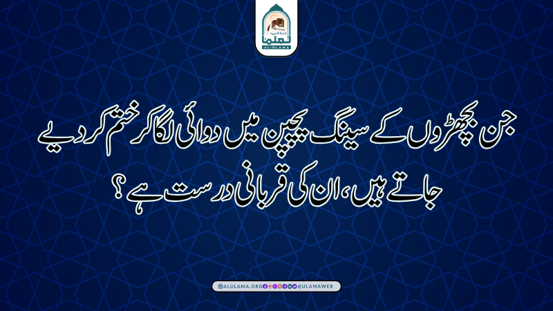 جن بچھڑوں کے سینگ پچپن میں دوائی لگا کر ختم کر دیے جاتے ہیں, ان کی قربانی درست ہے؟