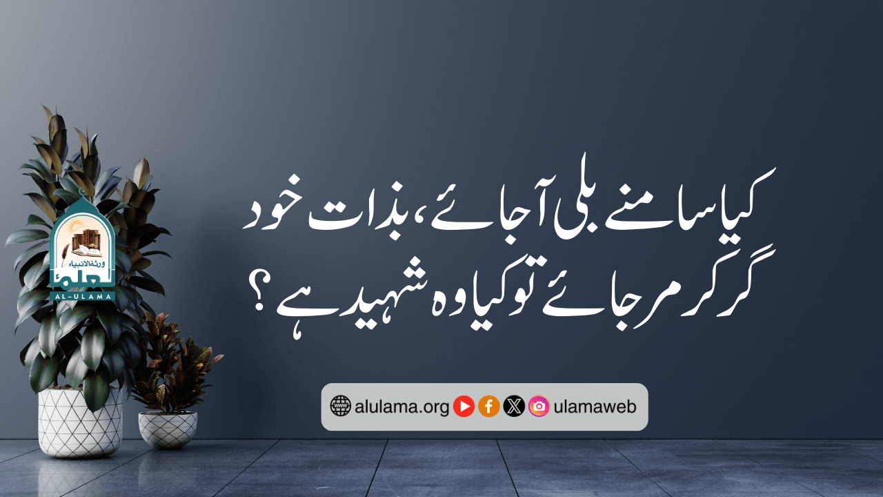 کیا سامنے بلی آ جائے، بذات خود گر کر مرجائے تو کیا وہ شہید ہے؟