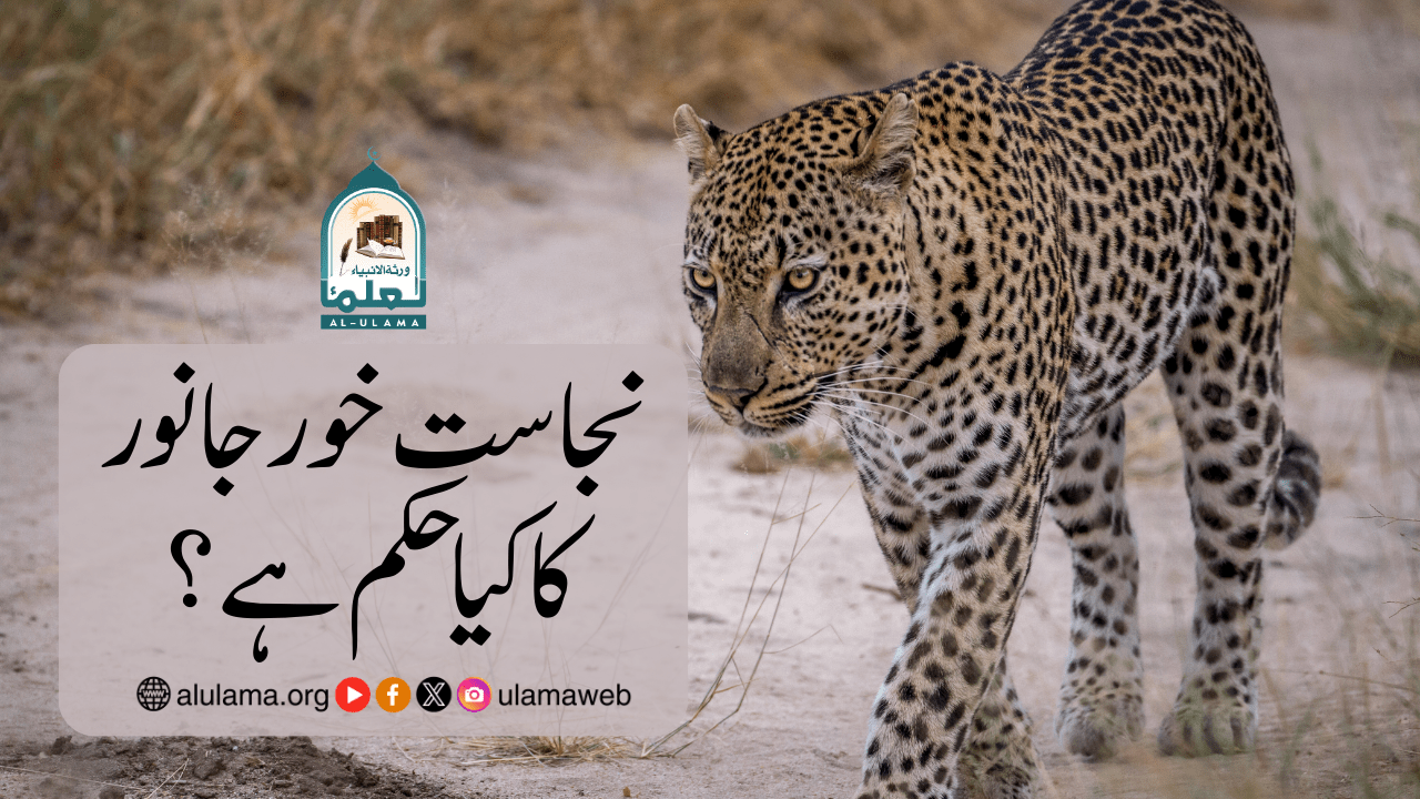 نجاست خور جانور کا کیا حکم ہے؟