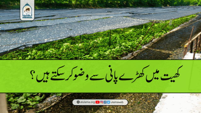 کھیت میں کھڑے پانی سے وضو کر سکتے ہیں؟