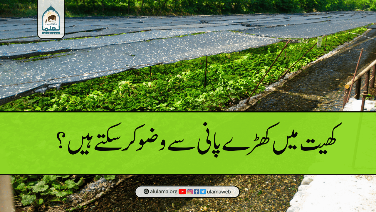 کھیت میں کھڑے پانی سے وضو کر سکتے ہیں؟