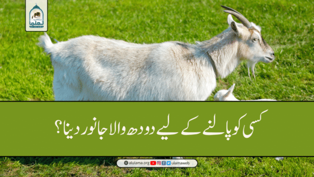 کسی کو پالنے کے لیے دودھ والا جانور دینا؟