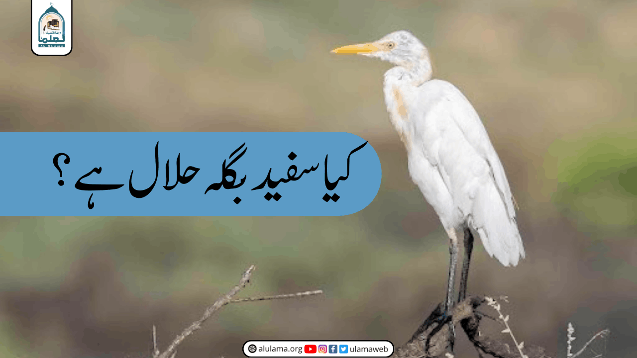 کیا سفید بگلہ حلال ہے؟
