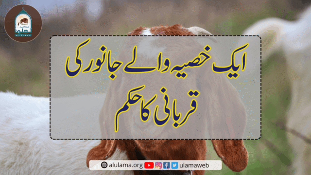 ایک خصیہ والے جانور کی قربانی کا حکم