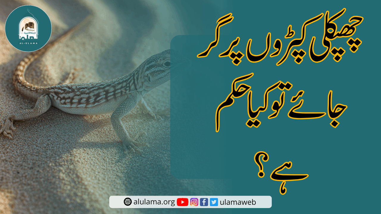 چھپکلی کپڑوں پر گر جائے تو کیا حکم ہے؟