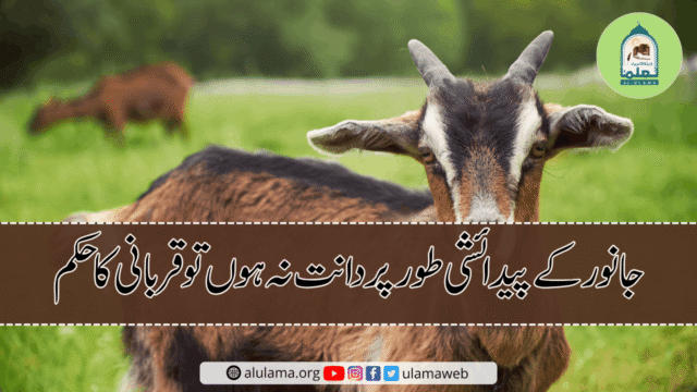 جانور کے پیدائشی طور پر دانت نہ ہوں تو قربانی کا حکم