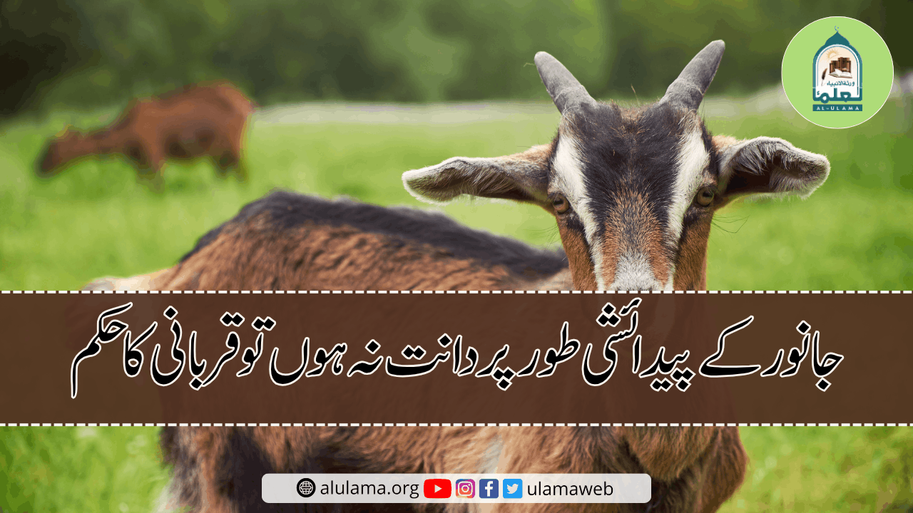 جانور کے پیدائشی طور پر دانت نہ ہوں تو قربانی کا حکم