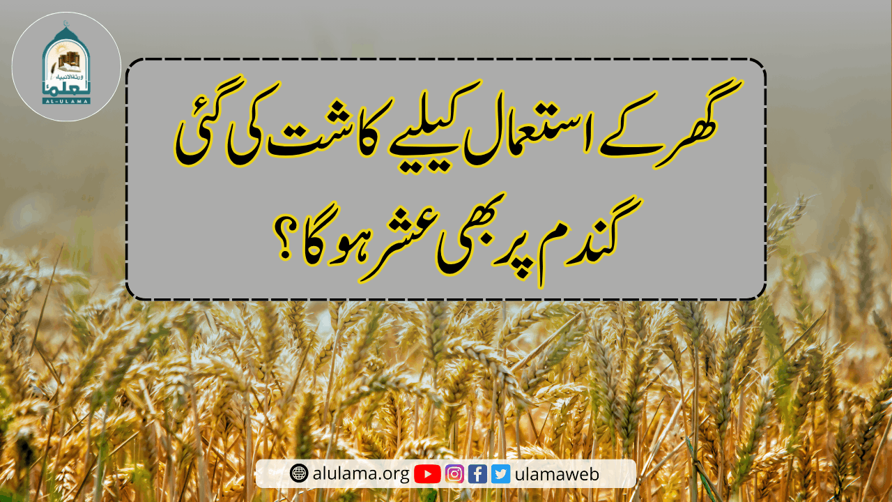 گھر کے استعمال کیلیے کاشت کی گئی گندم پر بھی عشر ہوگا؟