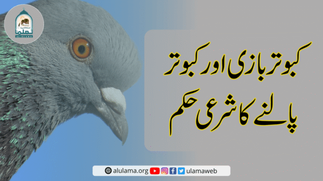 کبوتر بازی اور کبوتر پالنے کا شرعی حکم
