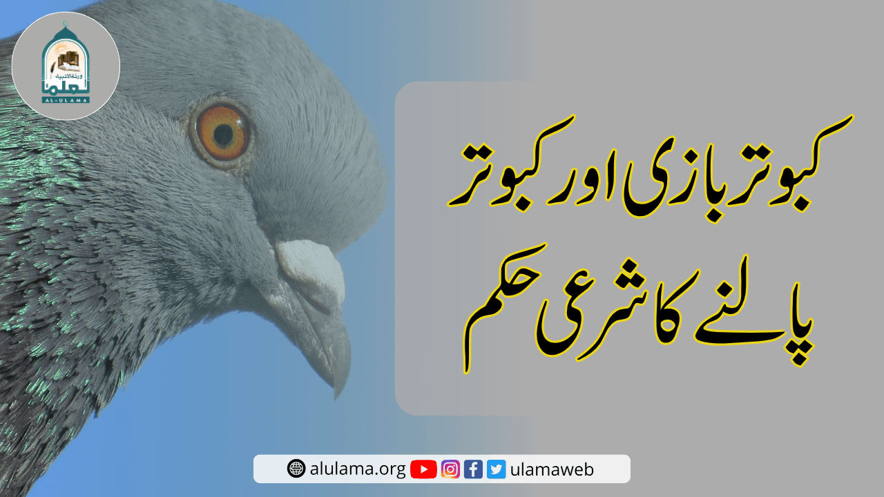 کبوتر بازی اور کبوتر پالنے کا شرعی حکم