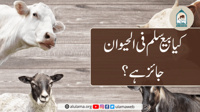 کیا بیع سلم فی الحیوان جائز ہے؟