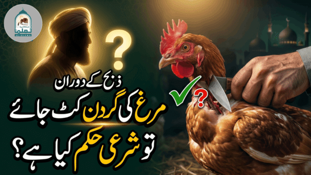 ذبح کے دوران مرغ کی گردن کٹ جائے تو شرعی حکم کیا ہے؟