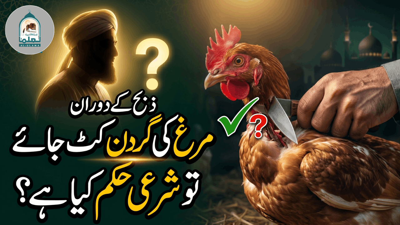 ذبح کے دوران مرغ کی گردن کٹ جائے تو شرعی حکم کیا ہے؟