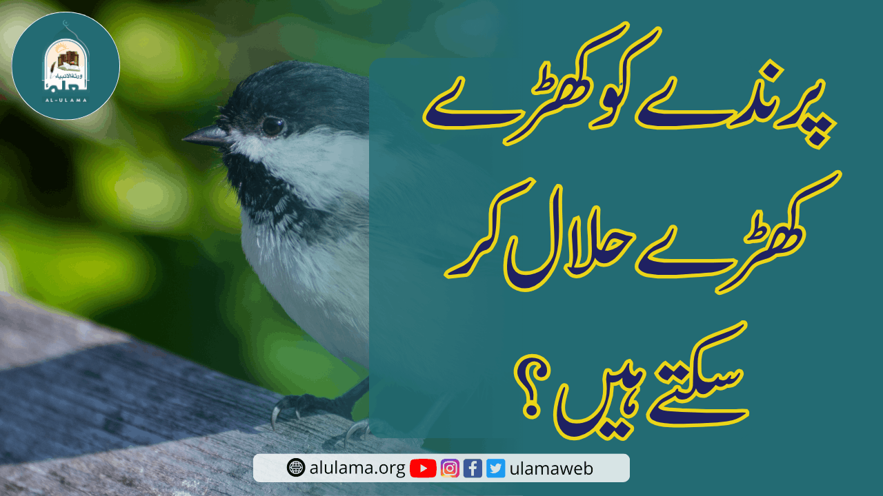 پرندے کو کھڑے کھڑے حلال کر سکتے ہیں؟