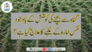 گناہ سے بچنے کی کوشش کے باوجود نفسِ امارہ کے غلبے کا علاج کیا ہے؟