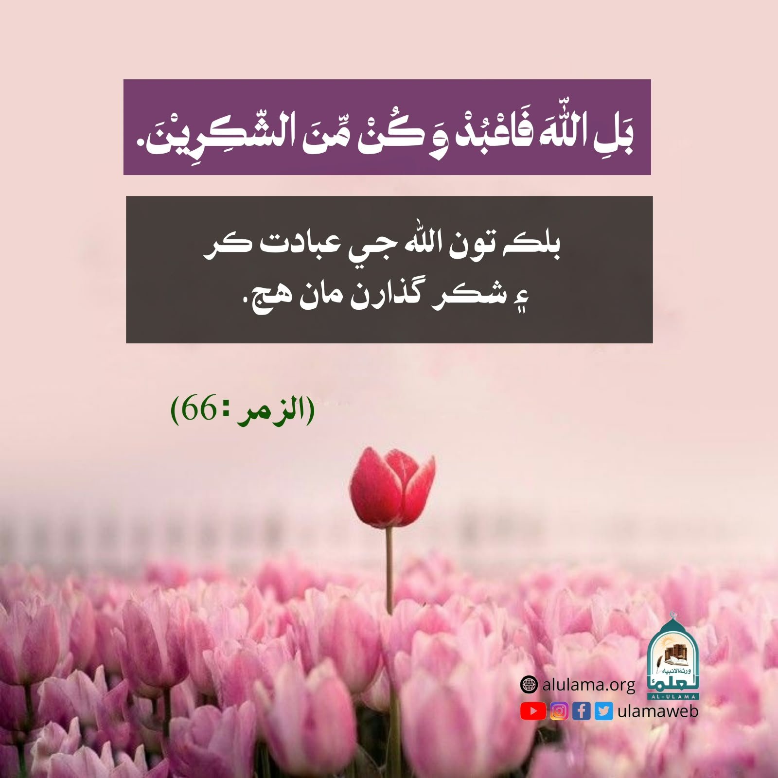 شڪر گذاري جو حڪم