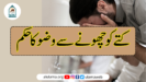 کتے کو چھونے سے وضو کا حکم